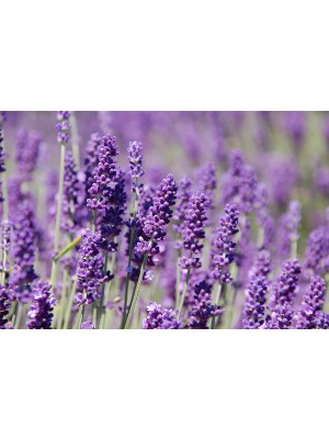 Lavendel, 10 Liter